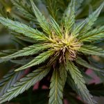 The 10 Best Cannabis Marketing Agencies in 2026