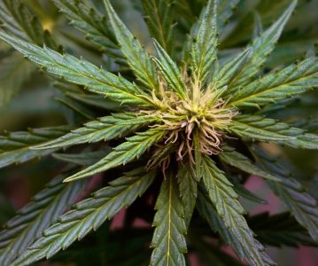 The 10 Best Cannabis Marketing Agencies in 2026