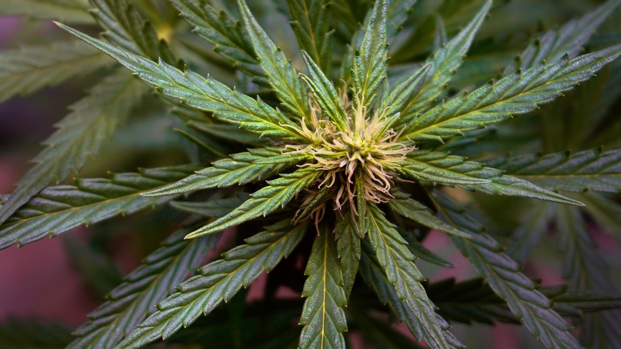 The 10 Best Cannabis Marketing Agencies in 2026