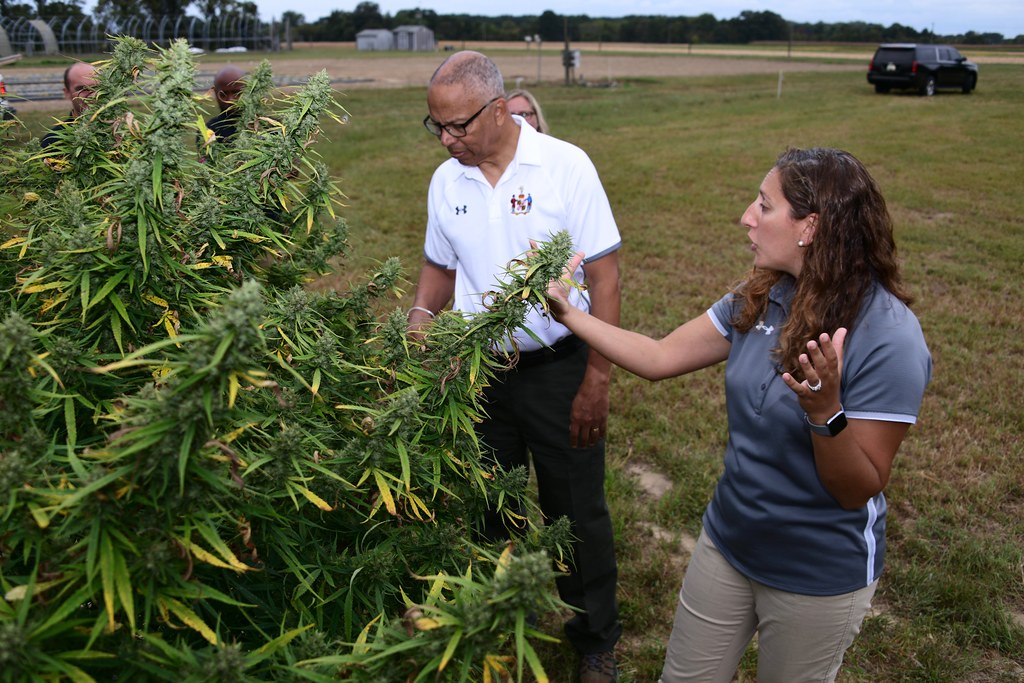 Researchers inspecting hemp plants in a test field
