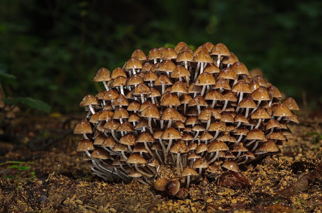 Small brown mushrooms on an autumn forest floor
