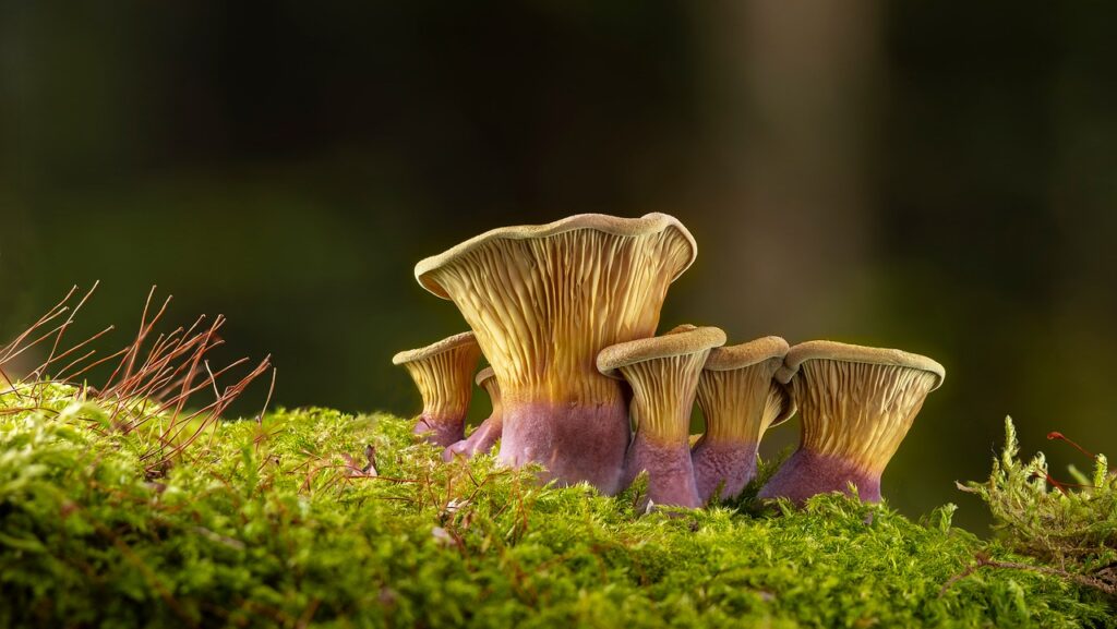 Cluster of small mushrooms growing in green forest moss